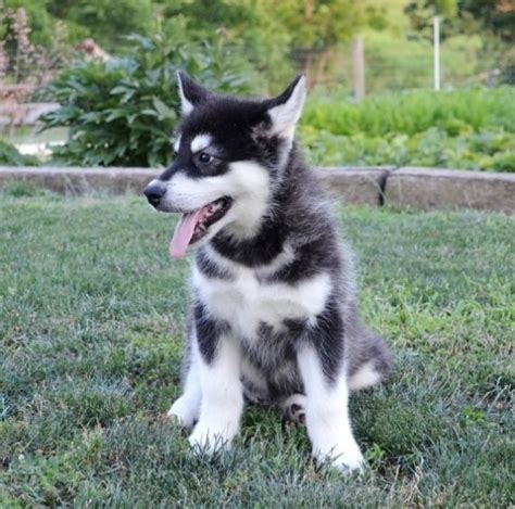 Prices do not include shipping. Alaskan Malamute Puppies For Sale | Houston, TX #217317