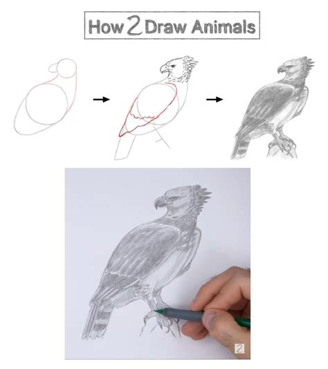 Easy Animal Drawings Easy Drawings Harpy Eagle Eagle Drawing Art