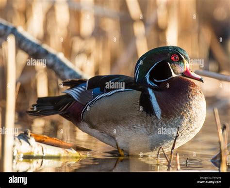 Drake Wood Duck In The Spring In Minnesota Stock Photo Alamy