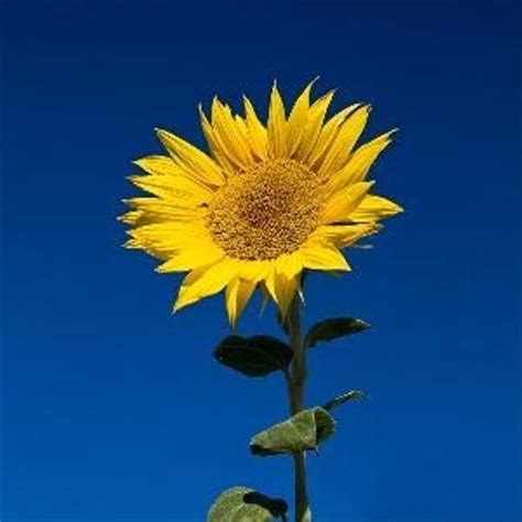 Apa kalian tahu bunga matahari? Jual Kebun Bibit Biji Bunga Matahari di lapak kebunbibit ...