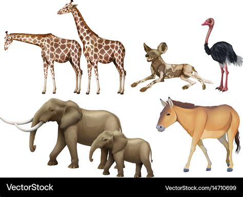 Different Types Of Animals Pictures