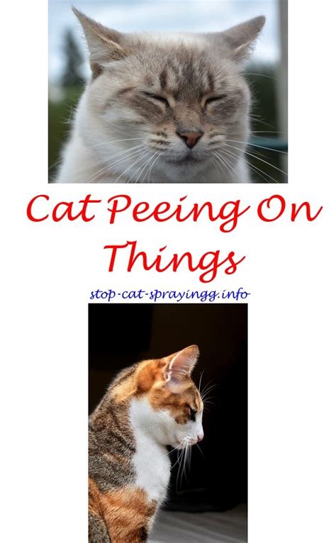 In fact, it is quite common to plant. Do Female Cats Spray Like Male Cats - petfinder