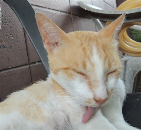 Top 101 Pictures Cat Keeps Licking Lips And Sticking Tongue Out Excellent 102023