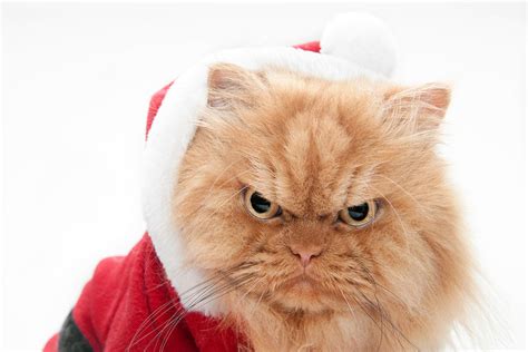 Angry Santa Cat Photograph By Hulya Ozkok Pixels