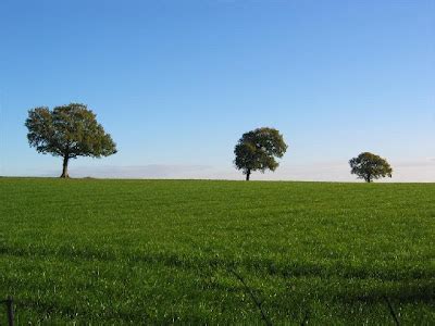 Kumpulan Cerita Inspiratif Dan Motivasi: KISAH 3 POHON