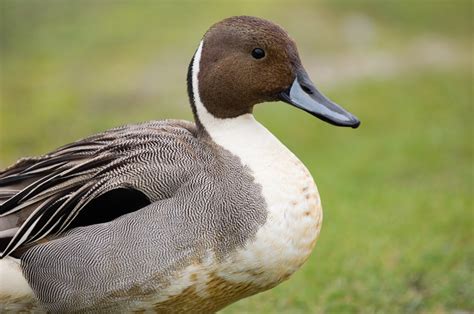 Close Up Northern Pintail