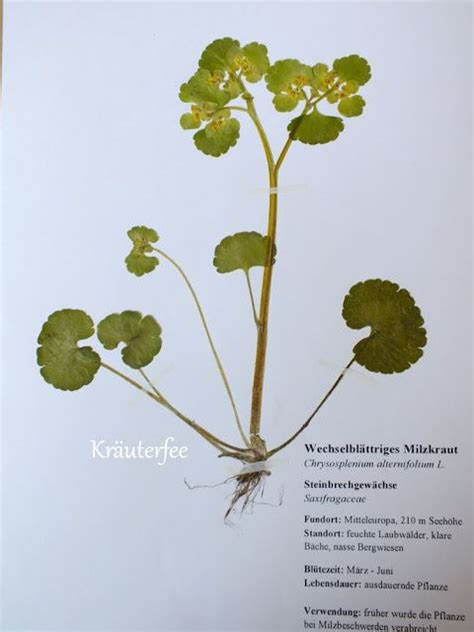 Dieses herbarium deckblatt und weitere kostenlose. Pin auf Herbarium Herbarbeleg Herbar Kräuter