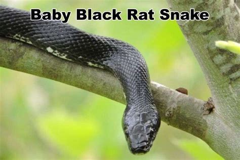 Baby Black Rat Snake Identification Price And Facts