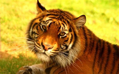 Download Wallpapers Sumatran Tiger 4k Tigers Hinschink Forest Save