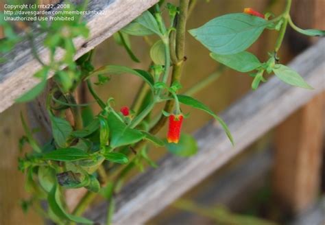 The most common candy corn vine material is cotton. PlantFiles Pictures: Manettia Species, Candy Corn Vine ...