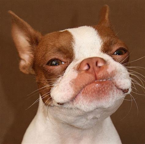 Top 18 Funniest Smiling Boston Terriers Ever The Paws