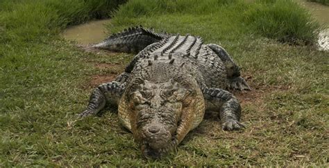 Moving North Rare Sight Finds American Crocodile In Central Florida