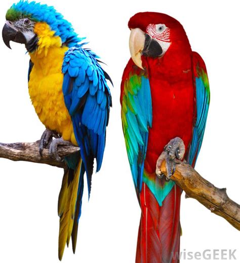 What Are the Different Macaw Species? (with picture)