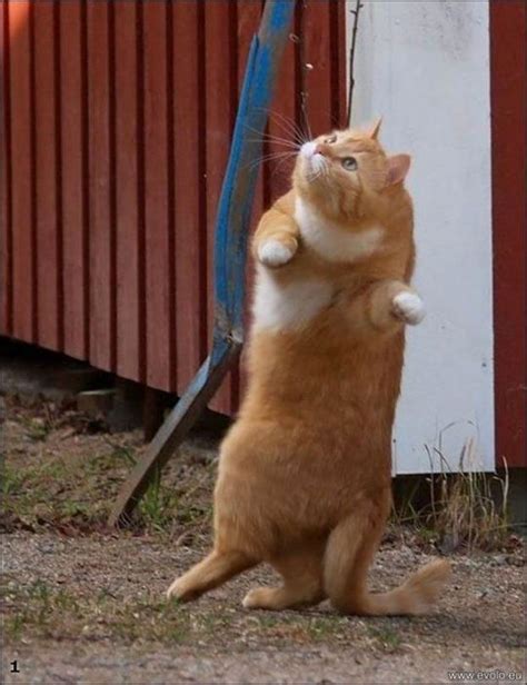 Funny Dancing Cats Funny Cat Memes Funny Cats Funny Animals Cute