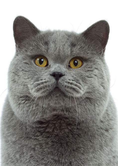 Submitted 1 year ago by _username_goes_here. British Shorthair History, Personality, Appearance, Health ...