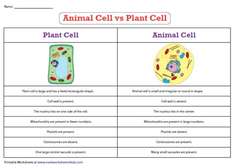 Animal cells contain organelles known as centrioles, which are not present in plant cells. Plant cell vs Animal cell | Animal cell, Plant and animal ...