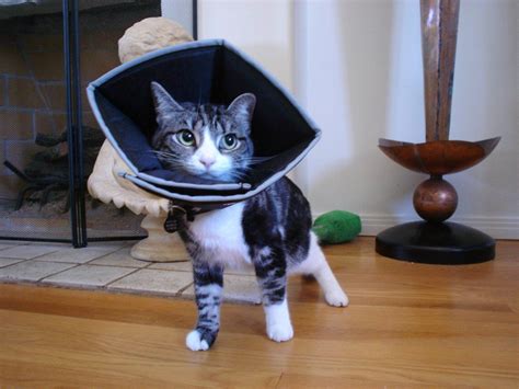 All Four Paws Comfy Cone Pet Cone For Dogs Cats X Small Black