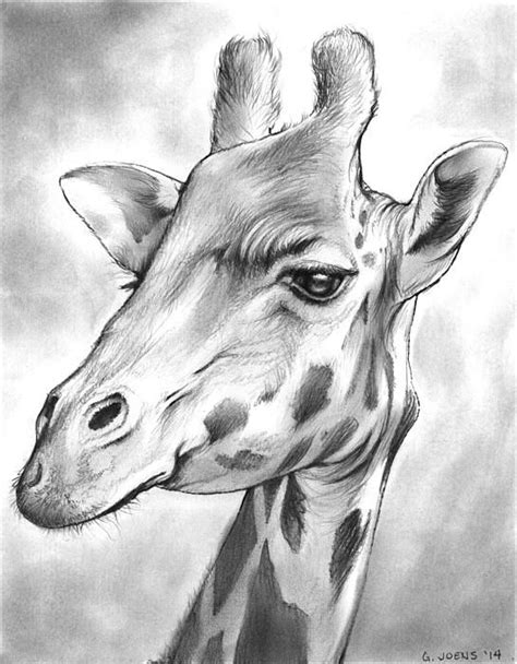 Giraffe By Greg Joens Giraffe Art Animal Drawings Giraffe Drawing