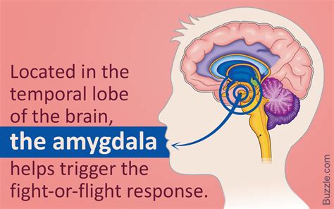 Awesome Information About The Location And Functions Of The Amygdala