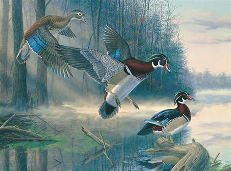 Wood Duck Painting At Explore Collection Of Wood Duck Painting
