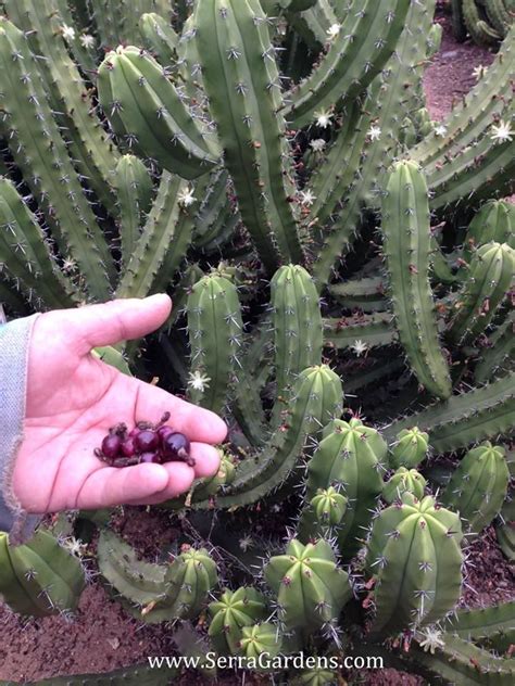 Think santa bells stantler model was if my floating chandelier suddenly brought a cactus fruit to me, i'd have so many questions. Many species of cacti and succulents are edible. Native ...