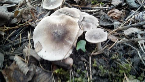 Michigan Hunt Mushroom Hunting And Identification