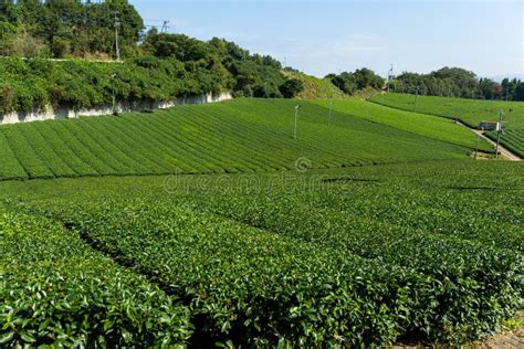 Fresh Green Tea Plantation Stock Photo Image Of Industry 83284952