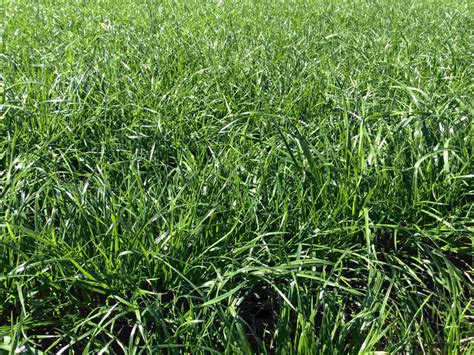 Payday Tetraploid Perennial Ryegrass By Des Moines Feed And Nature Center