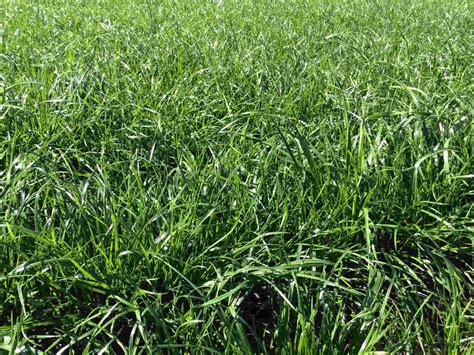 Perennial Ryegrass Characteristics