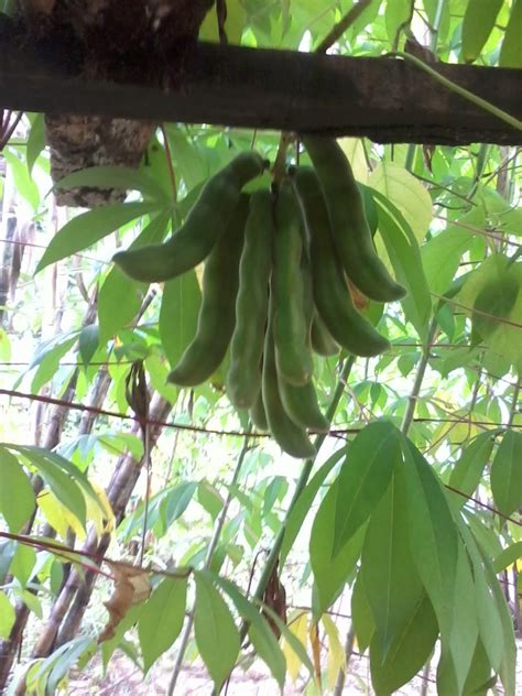 Find calories, carbs, and nutritional contents for kacang parang and over 2,000,000 other foods at myfitnesspal.com. Apresiasi Seni Seorang Guru: Tanaman Kacang Parang!