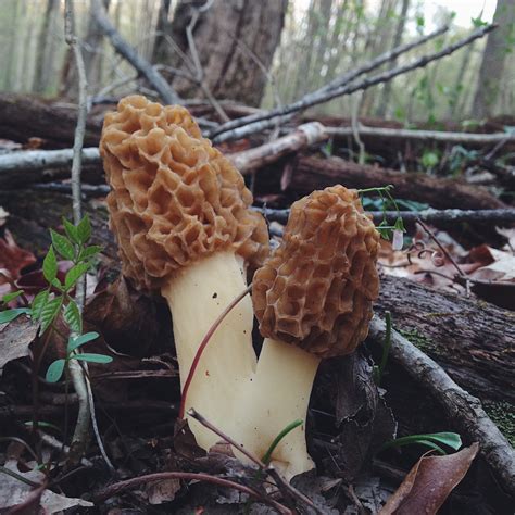 On The Hunt For Morel Mushrooms — Ems On The Road