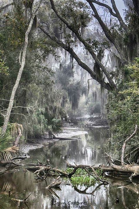 Absolutely Gorgeous Nature Photography Louisiana Swamp