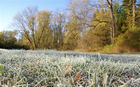 Morning Frost On Grass Free Stock Photo Public Domain Pictures