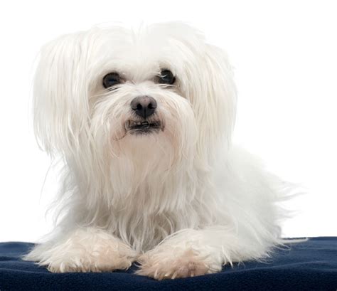 Maltese Breed Information And Photos Thriftyfun