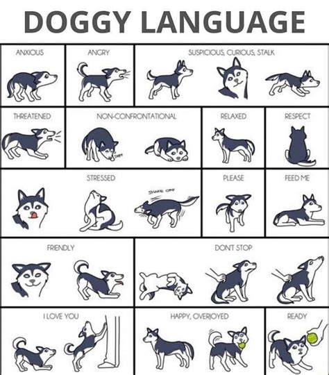 Dog Language Guide Rgoodrisingtweets