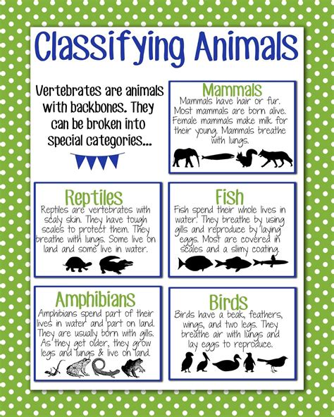 Classifying Animals Homeschool Science First Grade Science