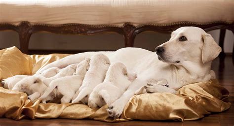 Dog Pregnancy 101 The Ultimate Guide For Owners Of Pr