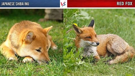 Differences Between A Shiba Inu And A Red Fox My First Shiba Inu Vlr