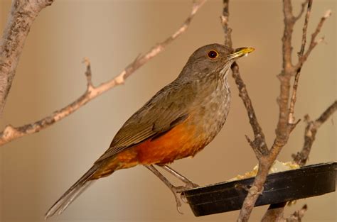 Sabiá Laranjeira Turdus Rufiventris Reinoanimalia Filo Flickr