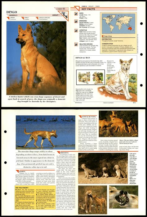 Dingo 91 Mammals Wildlife Fact File Fold Out Card