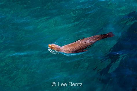 Lee Rentz Photography California Sea Lion Swimming Off Anacapa Island