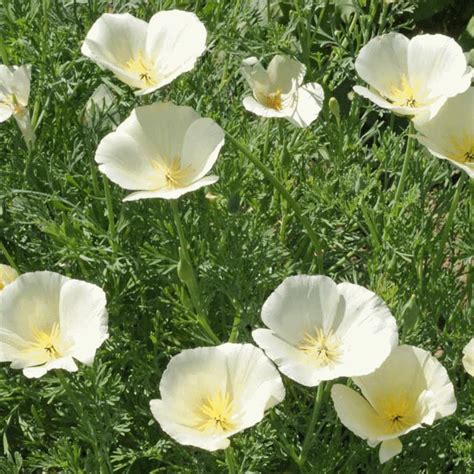 White Linen California Poppy Seeds Everwilde Farms