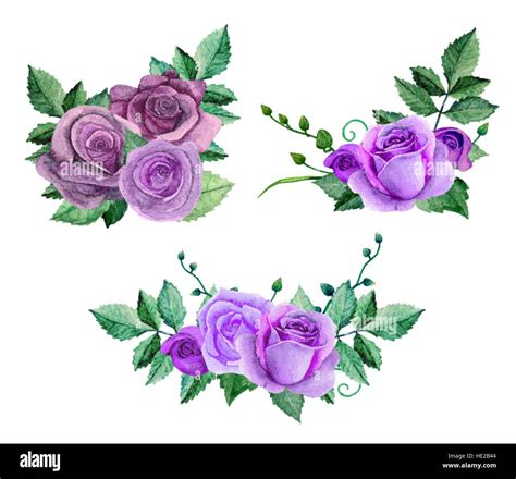 Watercolor Purple Roses Bouquets Flowers Vector Clip Art Floral Hand