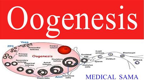 Oogenesis How The Female Reproductive System Produces Eggs Quick Review Youtube