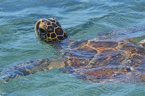 Bringing Your Pets to Hawaii | Big Island — Randy Ripley