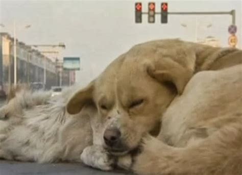 Perro No Abandono Y Protegió El Cadáver De Su Amigo A Pesar De Las