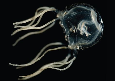 Evolution, design, box jellyfish, eyes, navigation, terrestrial, snell's window evolutionists are surprised at the box jellyfish eyes, able to see terrestrial (i.e. 10 Overlooked Or Obscure Animal Anatomical Details - Listverse