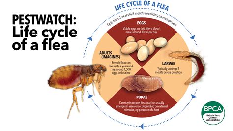 Pest Advice For Controlling Fleas