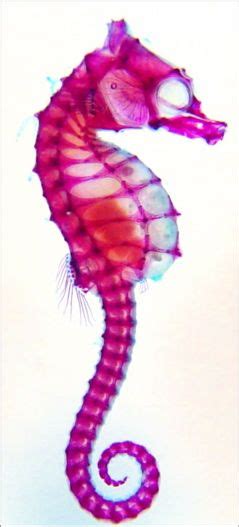 Transparent Seahorse Skeleton Xray Art Wet Specimen Art