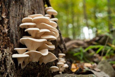 6 Easy Steps To Growing Wild Mushrooms At Home Sl